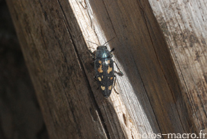 Buprestis novemmaculata